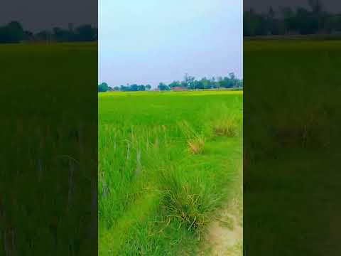 🙏🙏Des mera rangila ❤️🥰😍🤗 #sushmita #youtube