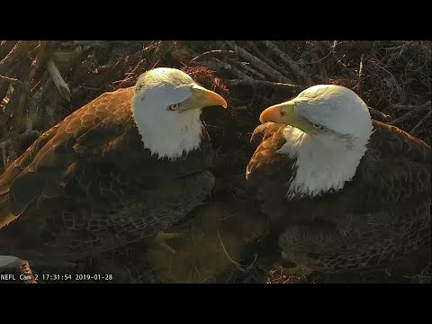 download lagu mp3 mp4 Eagle Nest Video, download lagu Eagle Nest Video gratis, unduh video klip Eagle Nest Video