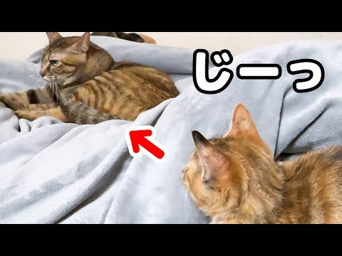 youtube-動物記事1970/01/01 09:00:00