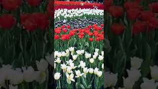Download lagu bunga dahlia #short#vidioshorts mp3
