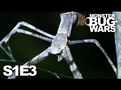 MONSTER BUG WARS | Quick and the Deadly | S1E3