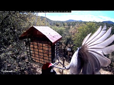 Acorn Woodpecker Let's Out Afternoon Aggression At The West Texas Feeders – Feb. 17, 2023