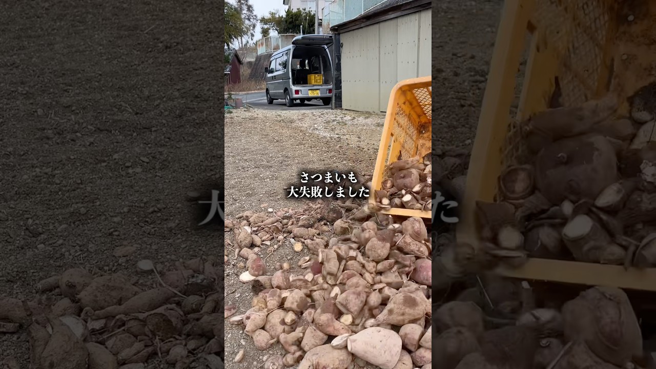 さつまいも栽培、大失敗しました #shorts
