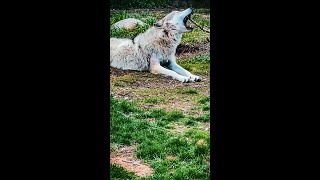 ULTIMATE RV CAMPER VAN Tour Through Wyoming 🐺#shorts