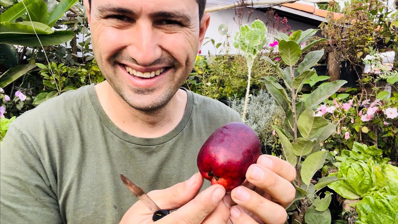 COLHENDO MAÇÃ NO VASO - PLANTADA NA SEMENTE