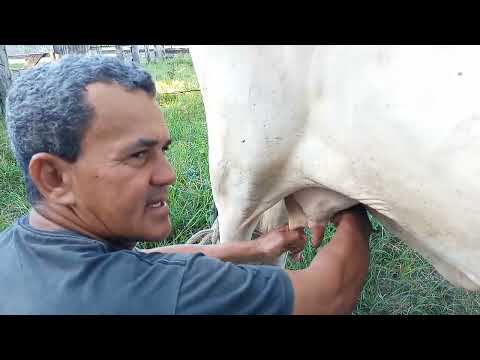 TIRANDO LEITE COM PECUARISTA BIMAEL