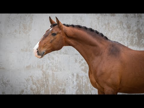 Jackpot das Faias -  7 YO licensed piro free Lusitano stallion