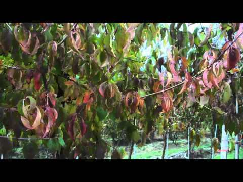 Tree Variety Spotlight: Cornelian Cherry Dogwood (Cornus mas) | Urban Forest Nursery