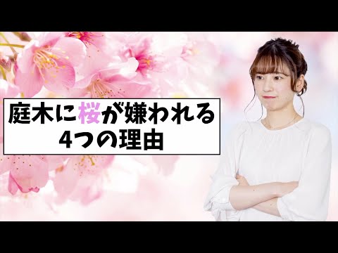 実がならない桜の木に受粉させる方法