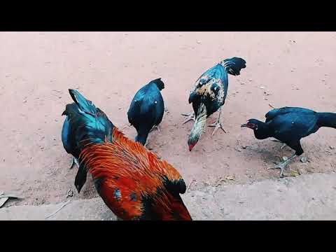My Home Chicken Farm 🏡🐓#rooster  #assel #video #viralvideo 