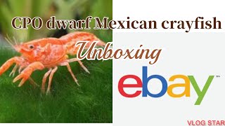 ORDERING CPO MEXICAN DWARF CRAYFISH FROM EBAY