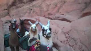 llama trekking in Utah narrows
