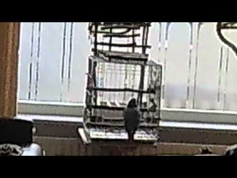 Stichting Vrije Zeeuwse Papegaai