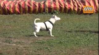 cani-abbandonati-campania-terza-in-italia