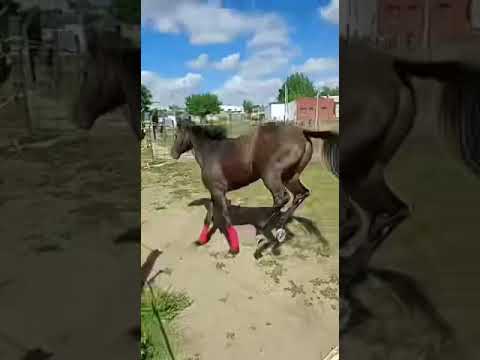 Uruguay, caballo Dionisio del saba