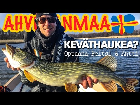 Keväthaukea Ahvenanmaalta - oppaina Peltsi & Antti