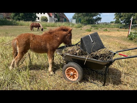 Selbstversorger Thomashof „ Zaun stecken ist angesagt“