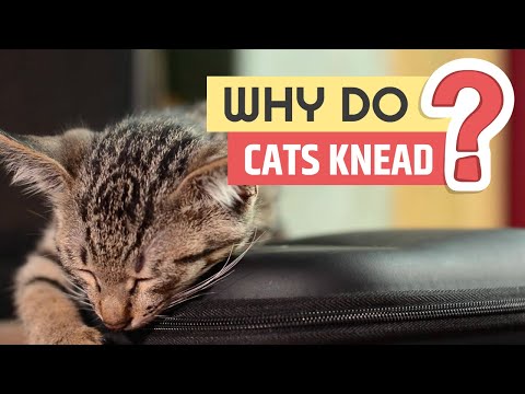 Why do cats knead?