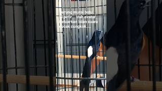 Download lagu murai batu Keluarkan suara isian cucak cungkok mp3