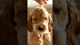 Download lagu Puppy bath foam mp3 Download lagu Puppy bath foam mp3