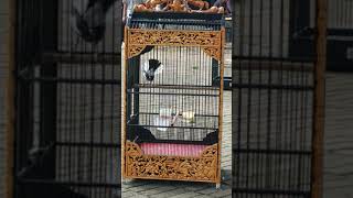 Download lagu Kacer ngerol nembak mp3 Download lagu Kacer ngerol nembak mp3