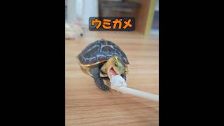 母親の愛はどれほど偉大なものだろうか？ #animals #動物プロダクション #動物 #癒し #自然