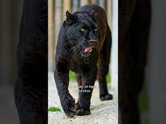 Vídeo relacionado con Pantera acosadora Nocturna para Amantes de los Animales misteriosos Sudadera con Capucha