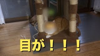 【怪奇現象！？】猫の写真を撮ってたら、すごいことになったwww