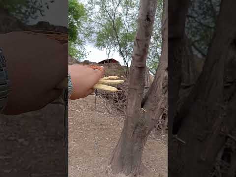 Rio Itapicuru tucano Bahia