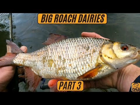How to catch big roach  #big roach fishing uk #river fishing,
