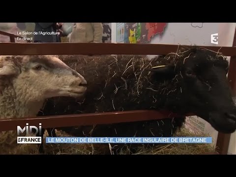 , title : 'ANIMAUX : Le mouton de Belle-Île, une race insulaire de Bretagne'