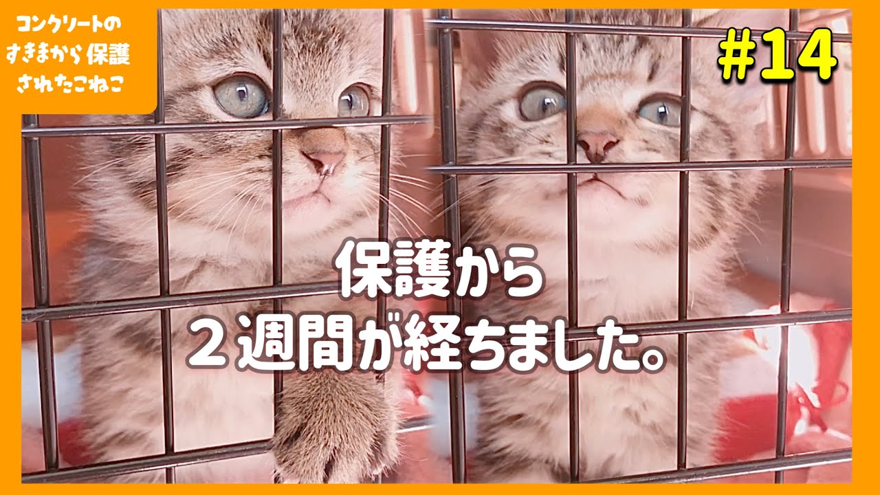 【うとうとする子猫が可愛い】子猫とひなたぼっこ　コンクリートの隙間から保護した子猫【子猫保護14日目】【#きじとら兄弟成長記録】さくらさんちゃんねる