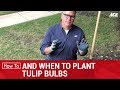 How And When To Plant Tulip Bulbs Ace Hardware