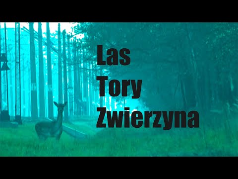 Parę słów o… ODCINEK 99 – JAK WYPŁOSZYĆ ZWIERZĘTA Z TORÓW |URZĄDZENIA UOZ| #kolej