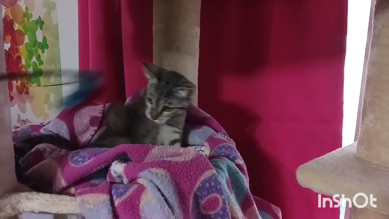 Enlarge Clementine Skye, a Adoptable mixed breed in Mesa, AZ video 5/5