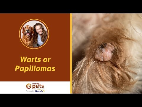 How to treat papillomavirus