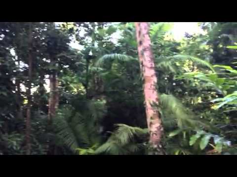 Early morning in the rainforest at Misty Mountains