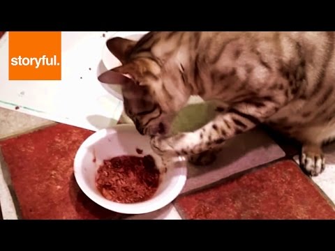 Fussy Cat Eats With Their Paws