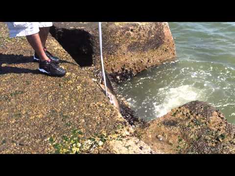 Sting Ray caught in Galveston Island East Beach