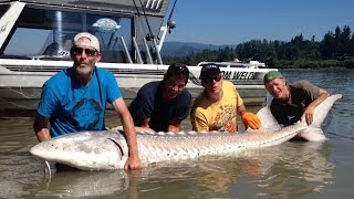 preview picture of video 'Big game Sturgeon fishing - Fraser River Sturgeon, Mission BC'