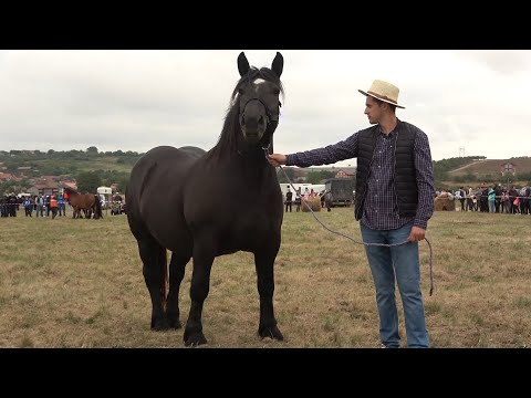 Expozitie cu cai de frumusete Tasnad, Satu Mare 19 Sept 2021 Nou!!!