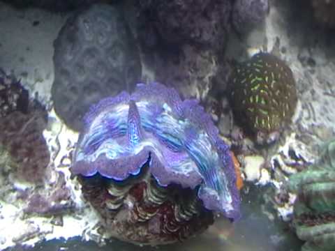 Clams Spawning  in Reef Tank