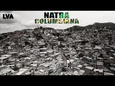 PLUMI OG - Columbiana