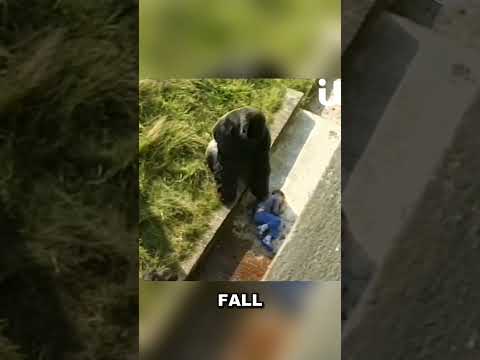 Silberrücken-Gorilla beschützt gefallenen kleinen Jungen im Zoo #Gorilla #Zoo #tierliebe