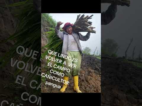 CAMPO PANGUA COTOPAXI ECUADOR