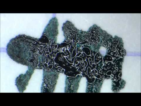 Fountain Pen Ink Flow Under a Microscope