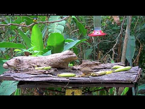 Orange-billed Sparrow Foraging At The Feeder – Feb. 7, 2019