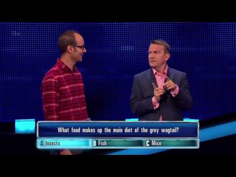 Tariq Gets His Grey Wagtail Question Right - The Chase