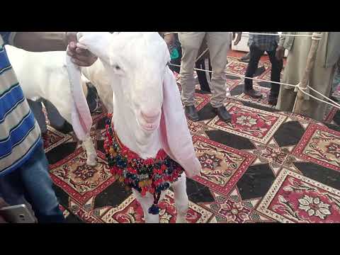 kakri ground pure gulabi exhibition