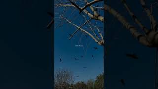 Download lagu Ishq ka rang safed piya 🥀❤ mp3